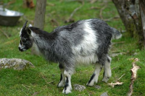 Man caught having sex with goat
